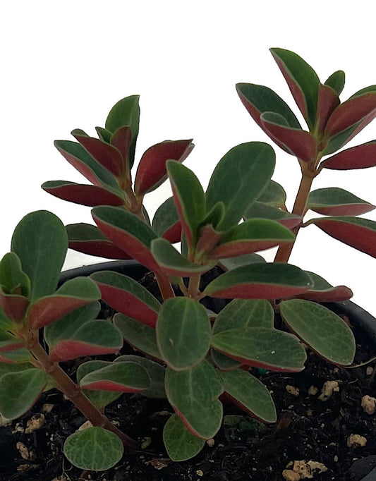 Peperomia verticillata 'Double Duty'