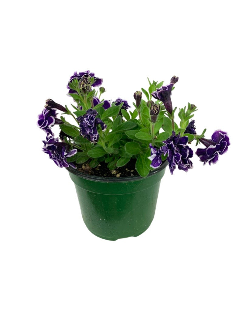 Petunia 'Frosted Sapphire'