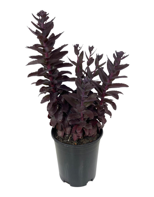 Sedum 'Chocolate Fountain' 1 Gallon - The Garden Corner