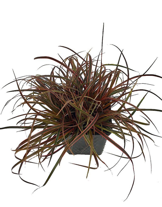 Uncinia rubra 'Belinda's Find' - The Garden Corner