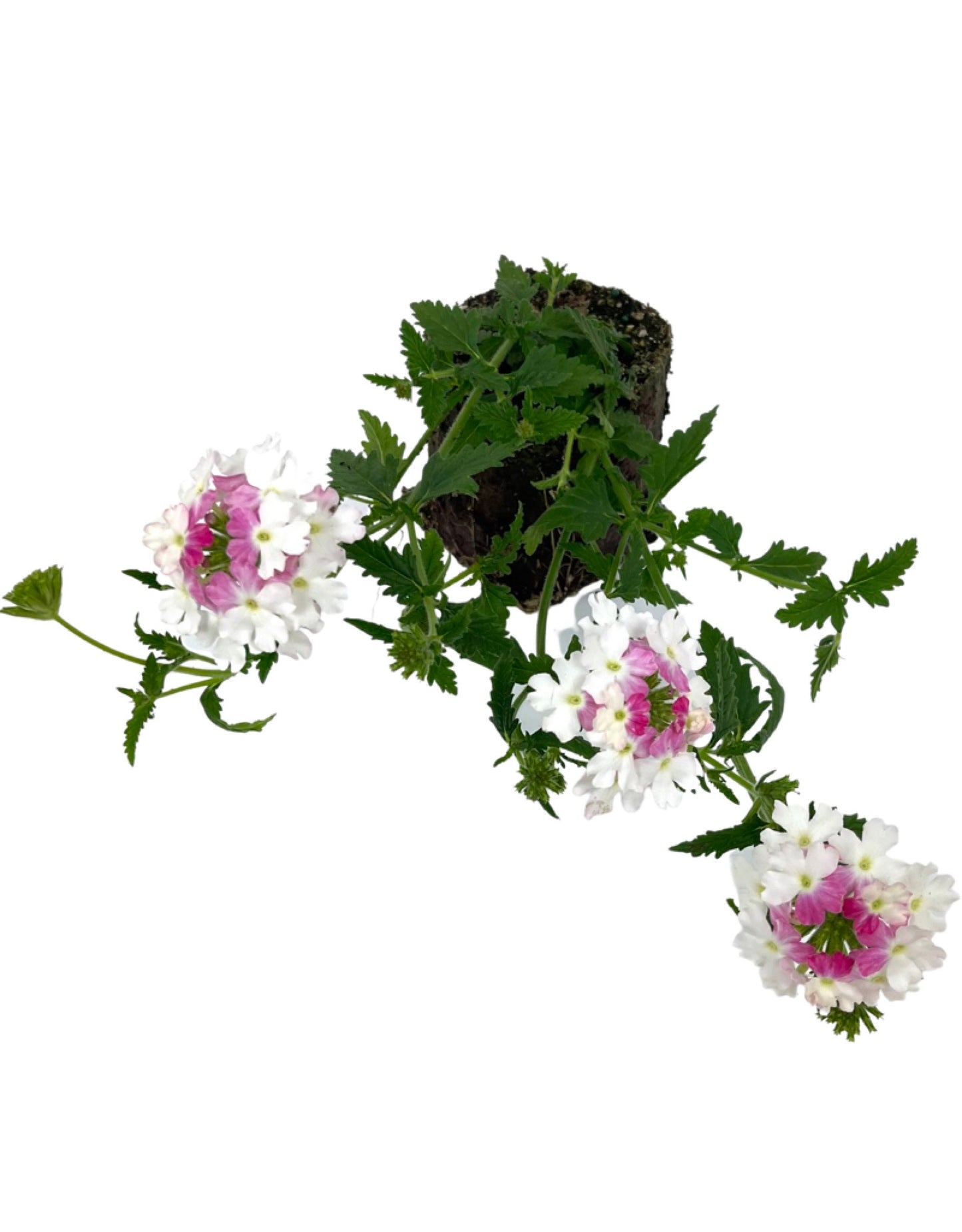Verbena 'Lanai Twister Pink'