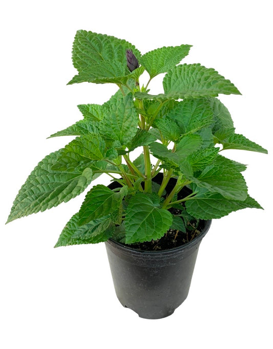 Salvia 'Rockin Deep Purple'