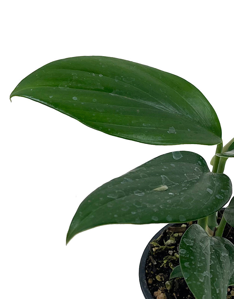 Rhaphidophora decursiva