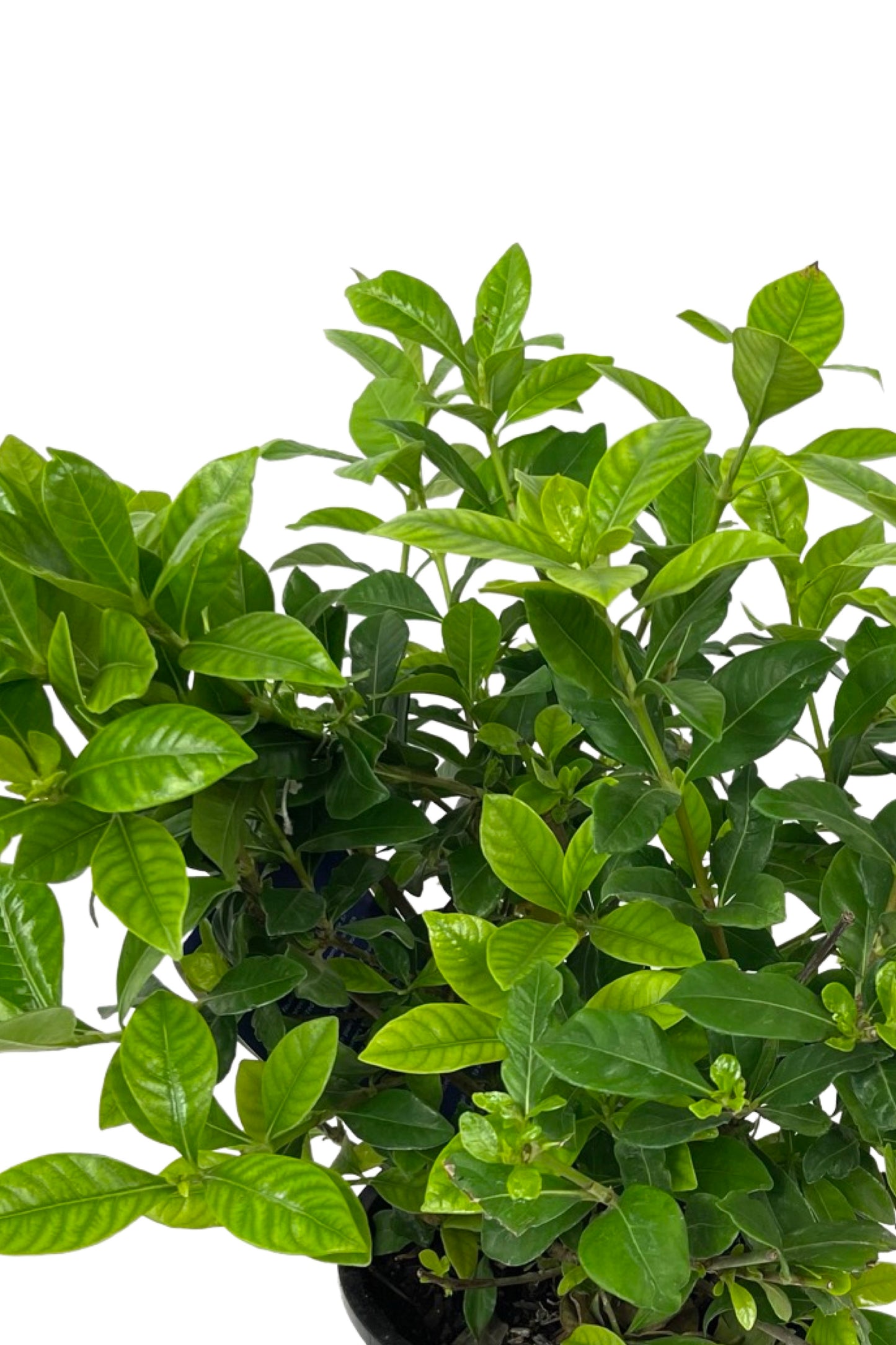 Gardenia jasminoides 'Veitchii'