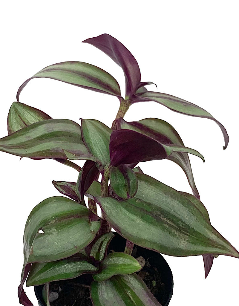 Tradescantia zebrina 'Red' - House Plants