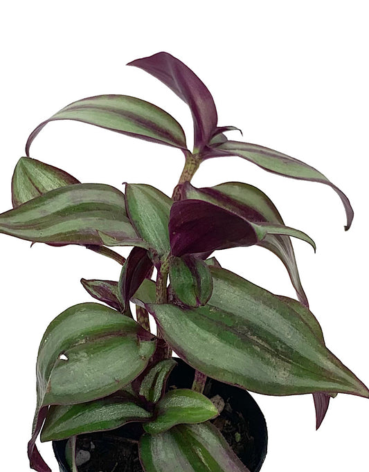 Tradescantia zebrina 'Red' - House Plants