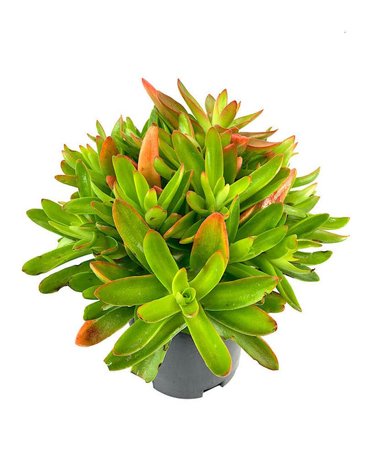 Crassula capitella 'Campfire' - The Garden Corner