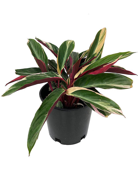 Stromanthe 'Triostar' 2 Gallon - The Garden Corner