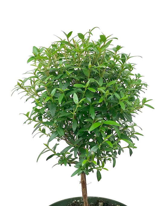 Myrtle communis 'Ball Topiary'