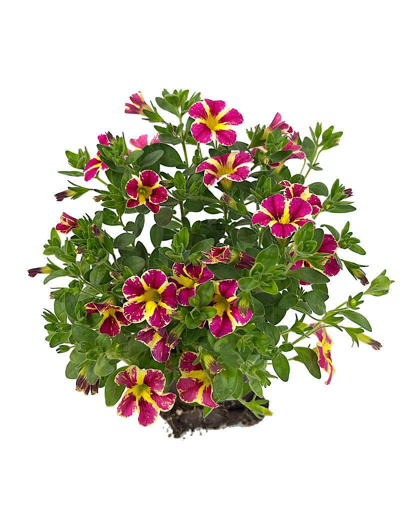 Calibrachoa 'Holy Moly'