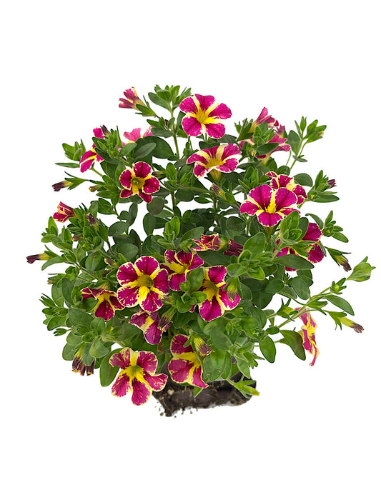 Calibrachoa 'Holy Moly'