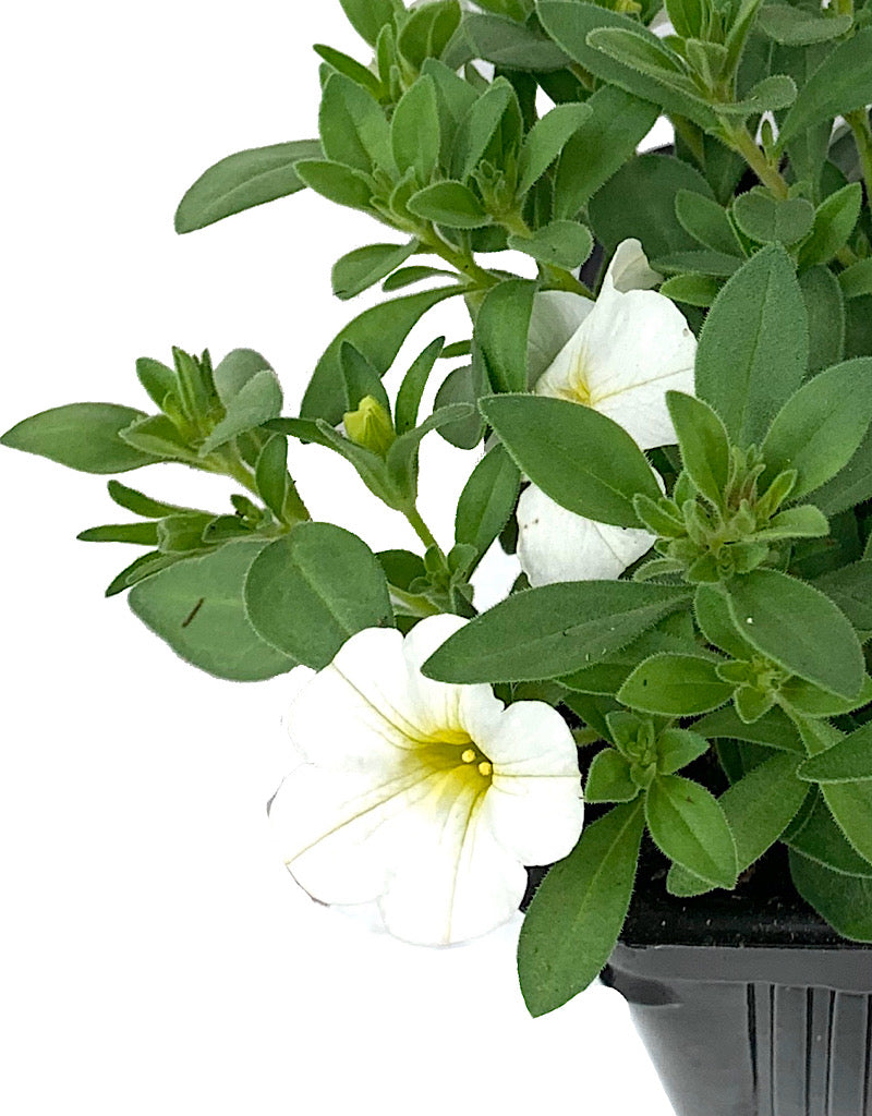 Calibrachoa 'Bright White'  4 inch