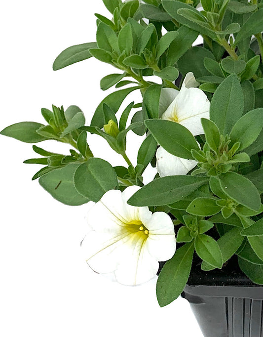 Calibrachoa 'Bright White'  4 inch