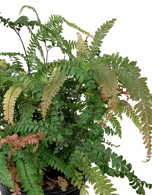 Adiantum 'Rosy Maidenhair' 1 Gallon