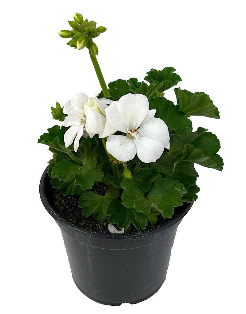 Geranium Presto Geranium Zonal 'Presto White' – The Garden Corner
