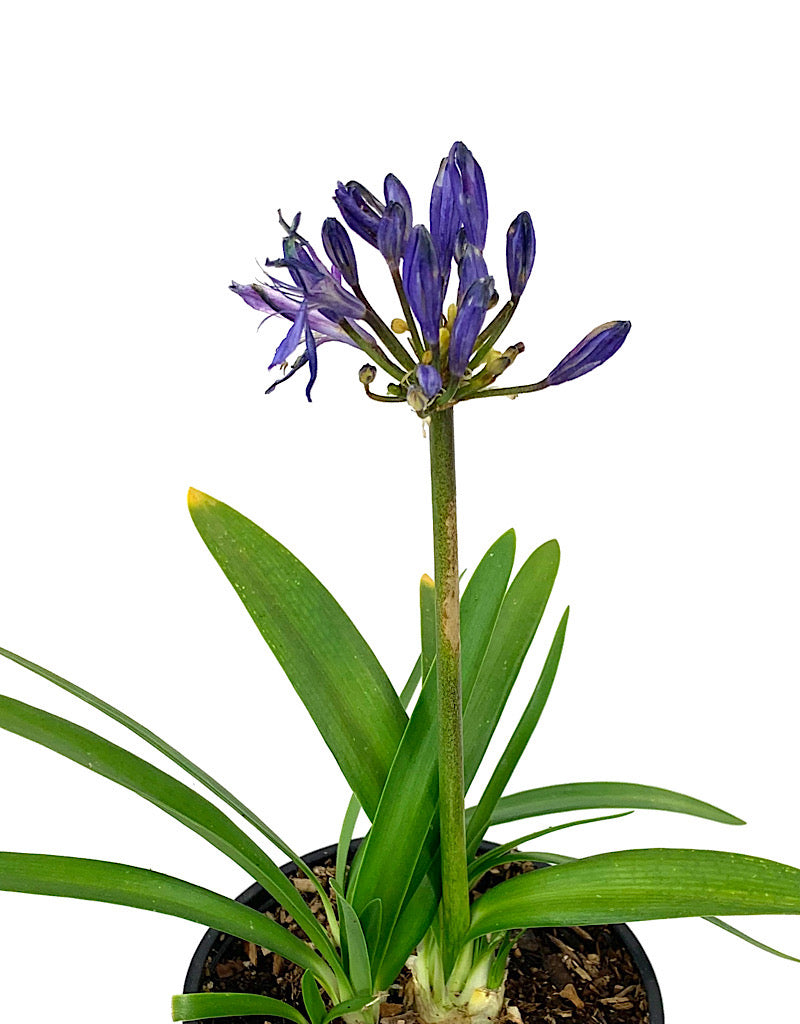 Agapanthus 'Charlotte'  Quart