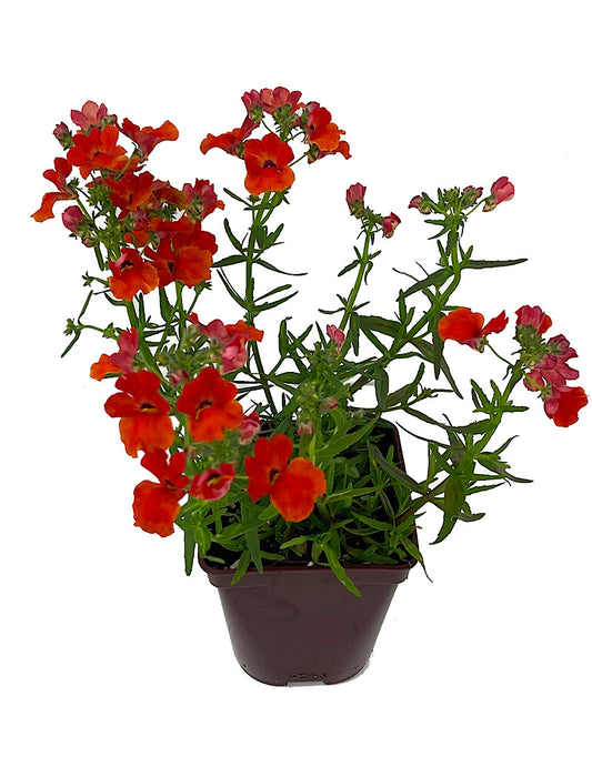 Nemesia 'Angelart Orange' 4 Inch