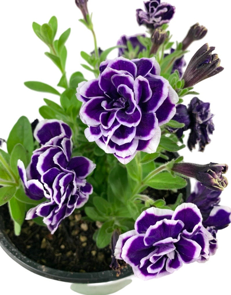 Petunia 'Frosted Sapphire'