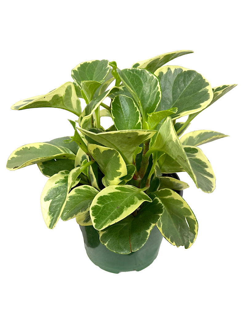 Peperomia obtusifolia Variegata - House Plants