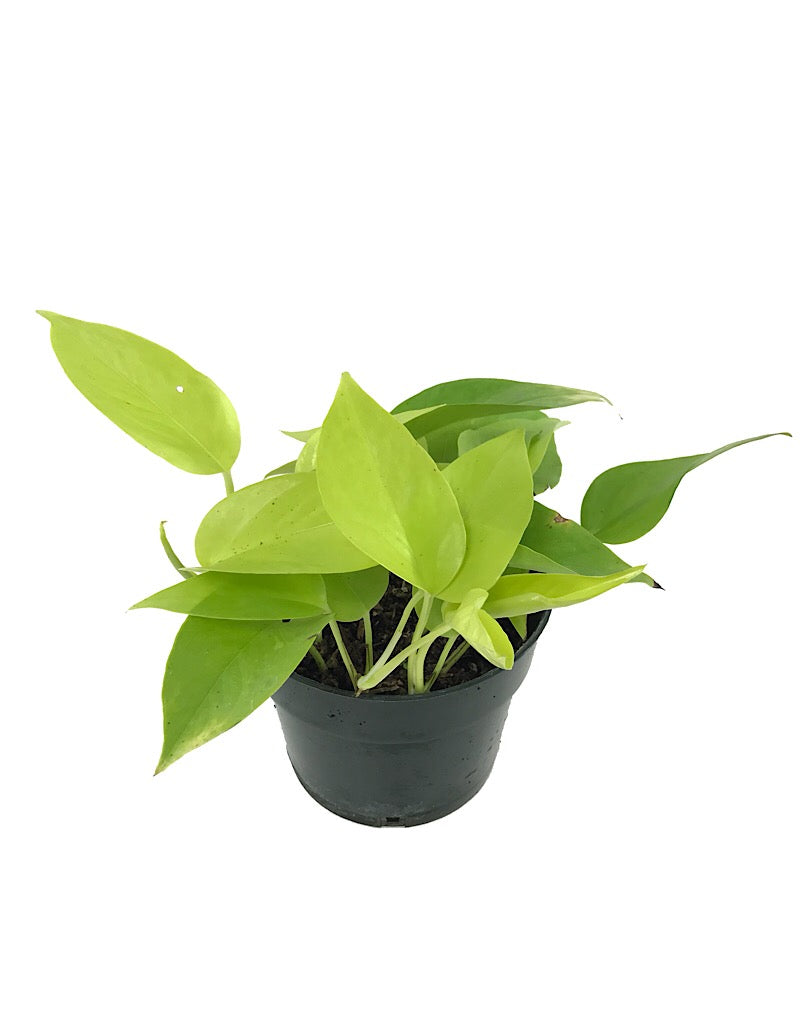 Epipremnum aureum 'Neon'