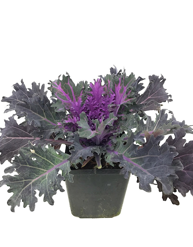 Kale 'Coral Queen' - 1 Gal