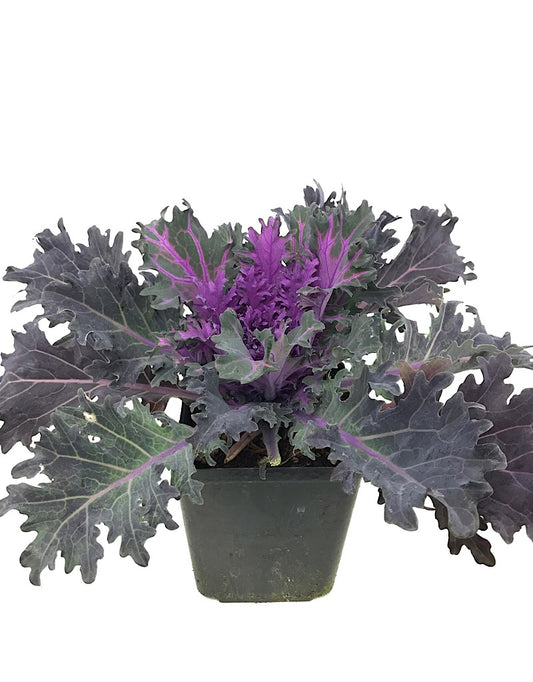 Kale 'Coral Queen' - 1 Gal