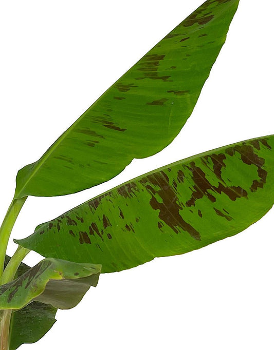 Musa 'Zebrina Rojo' 2 Gallon - The Garden Corner