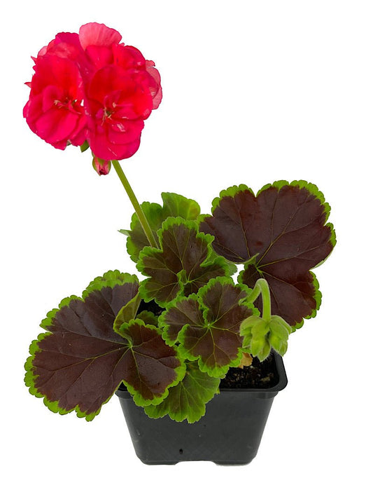Geranium Fancy Leaf 'Chocolate Cherry' - The Garden Corner