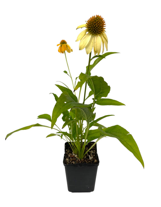 Echinacea 'Sombrero Granada Gold' - The Garden Corner