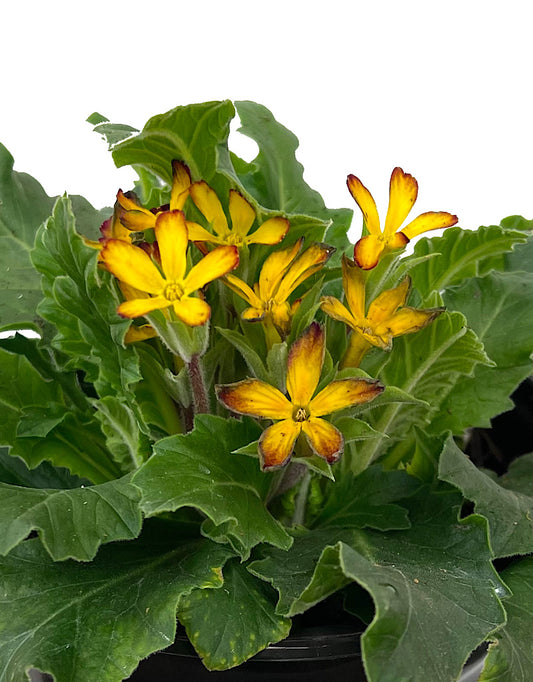 Primula 'Oakleaf Yellow Picotee'