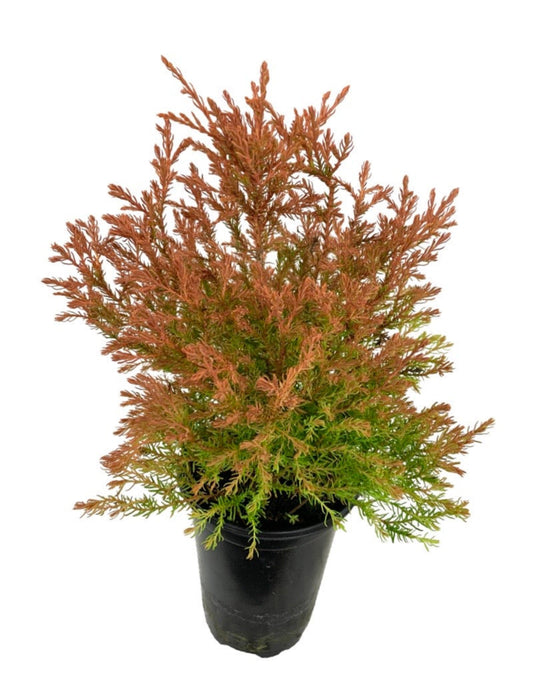 Thuja occidentalis 'Fire Chief' - The Garden Corner