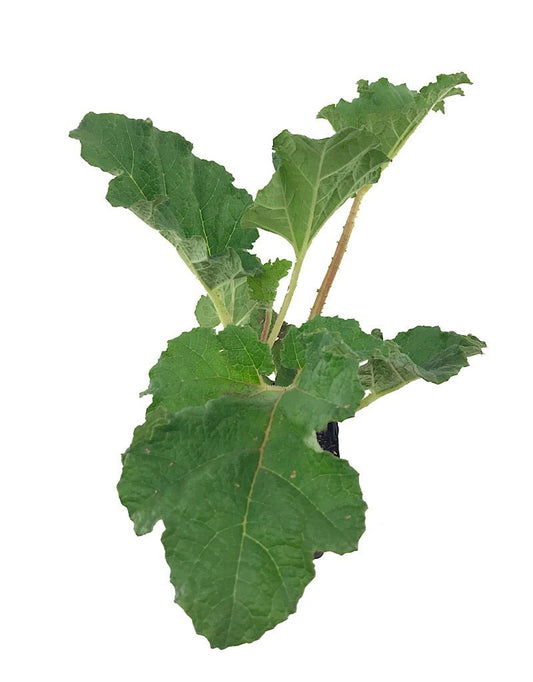 Gunnera manicata - The Garden Corner