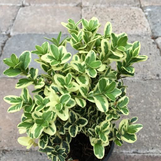 Buxus s. 'Variegata' 4 inch -