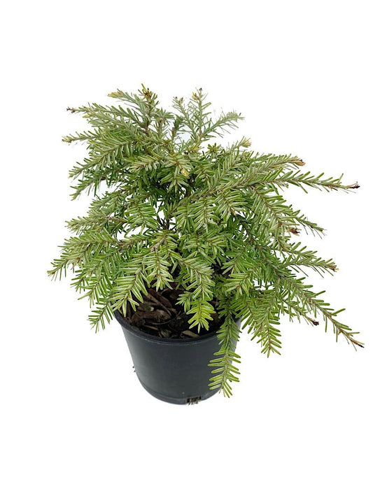Tsuga canadensis 'Moon Frost' 4 Inch - The Garden Corner