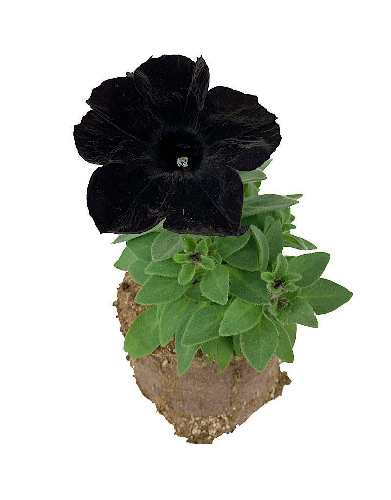 Petunia 'Crazytunia Black Mamba'