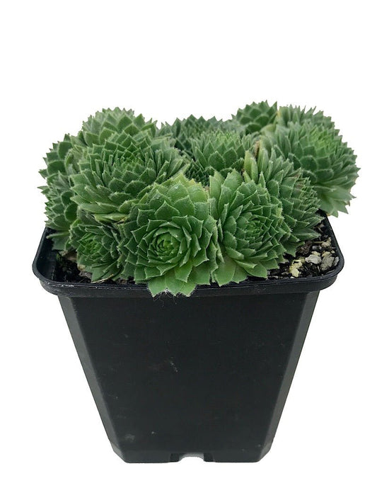 Sempervivum 'Green Wheel' 4 Inch - The Garden Corner
