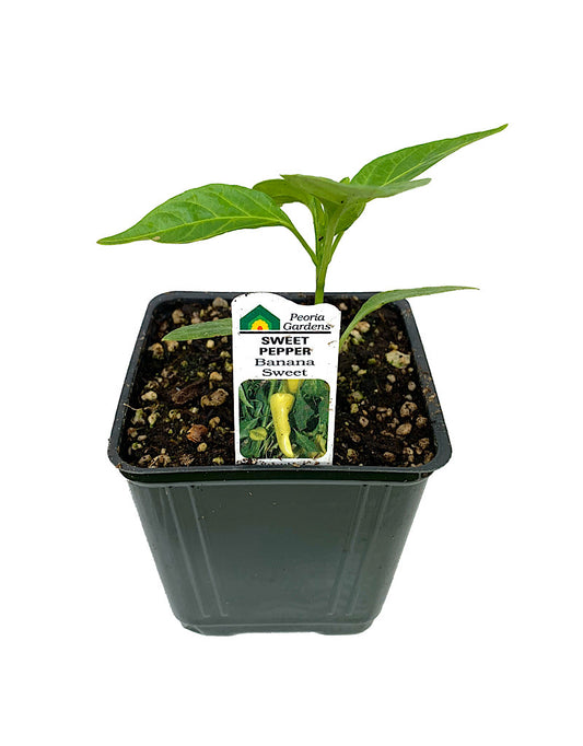 Pepper 'Banana Sweet