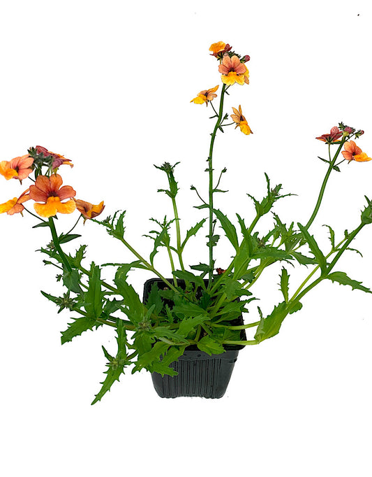 Nemesia 'Sunsatia Blood Orange'