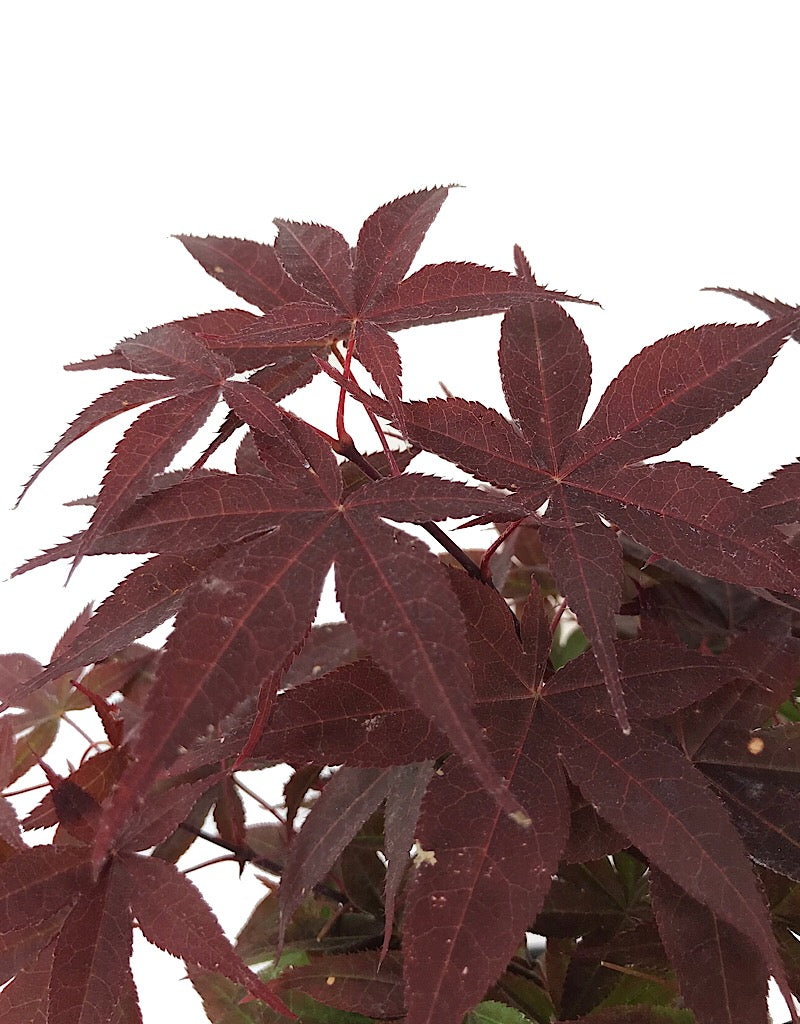 Acer p. 'Rhode Island Red' 1 Gallon