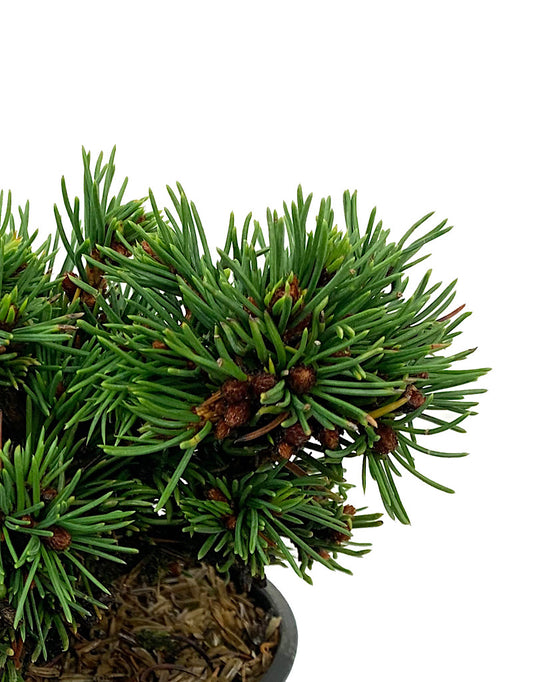 Picea abies 'Mikulasovice' 4 Inch