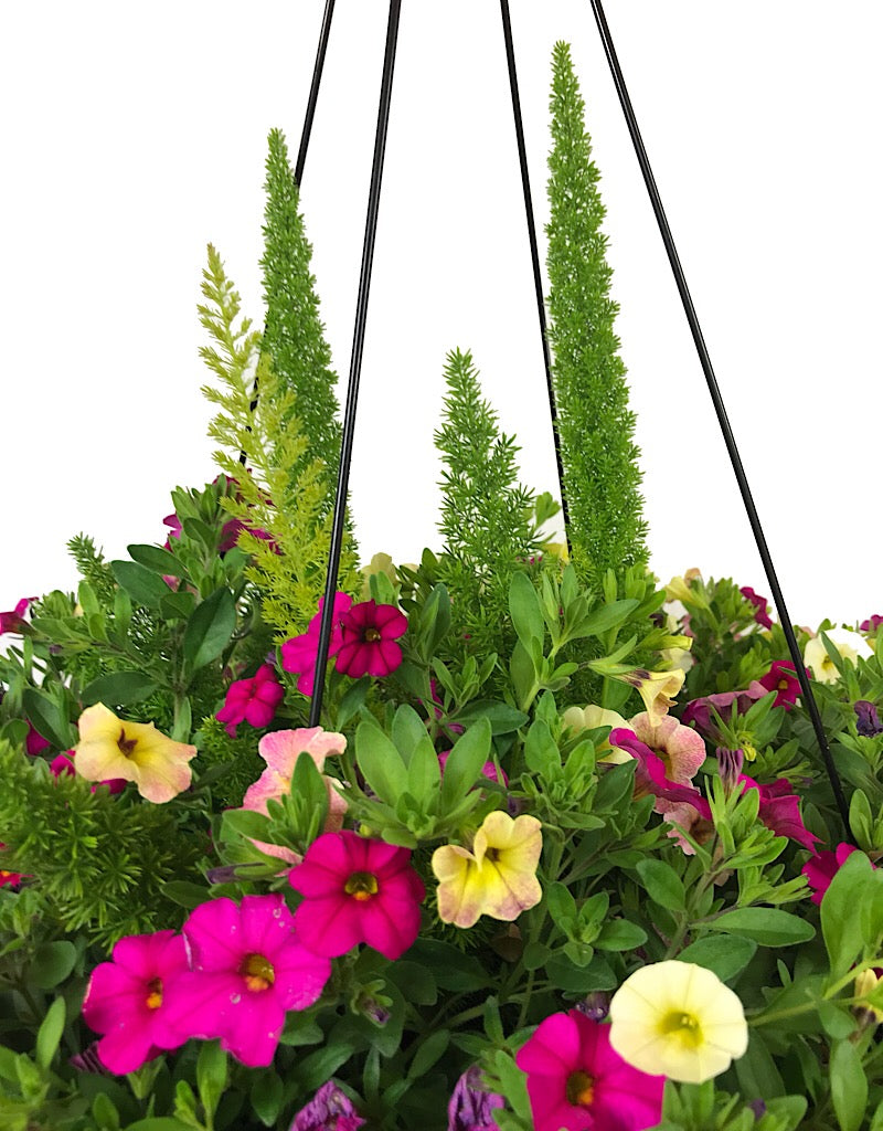 Rebel Basket Combination 1 - Annuals