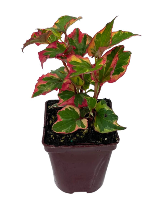 Houttuynia 'Chameleon' 4 inch - The Garden Corner