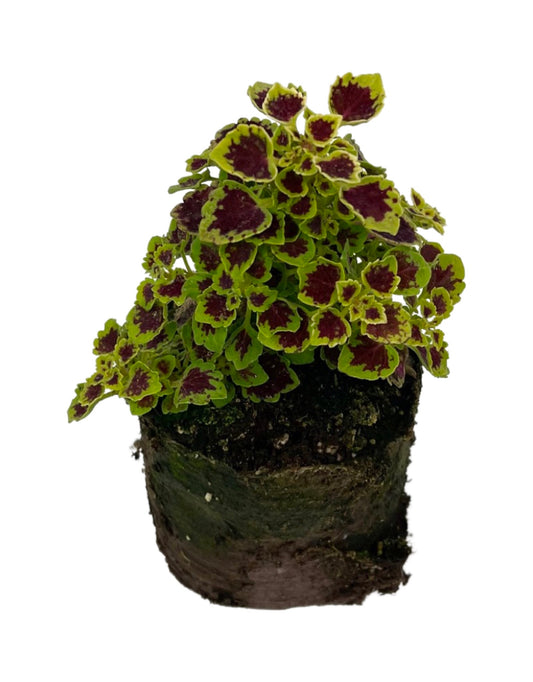 Coleus 'Great Falls Angel'