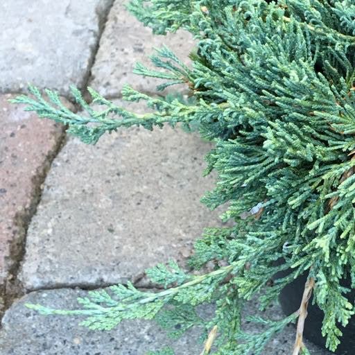 Juniperus horizontalis 'Wiltoni' - 1 gal - The Garden Corner