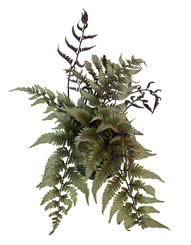 Athyrium niponicum 'Godzilla' 1 Gallon - The Garden Corner