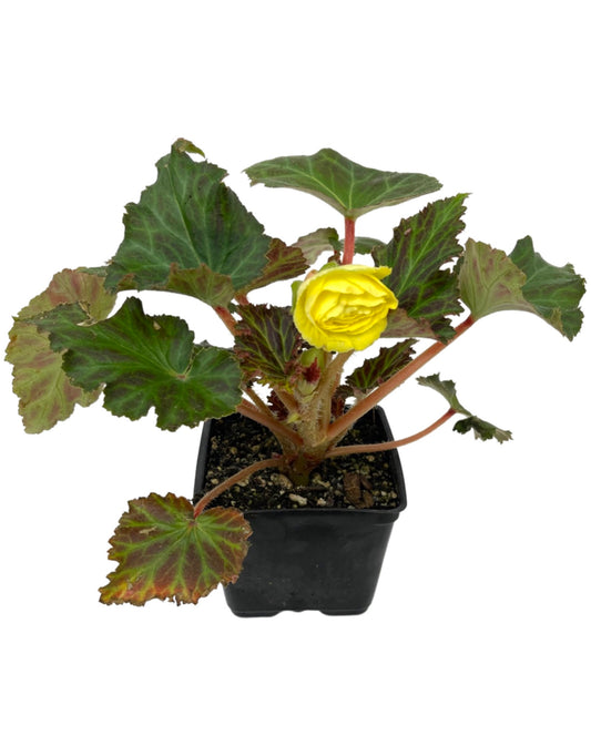 Begonia Nonstop Mocca 'Yellow'
