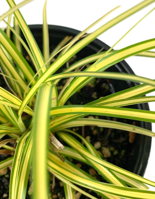 Carex oshimensis 'Evercolor Everoro'