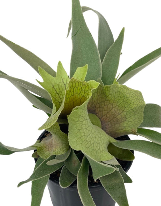 Platycerium veitchii Quart