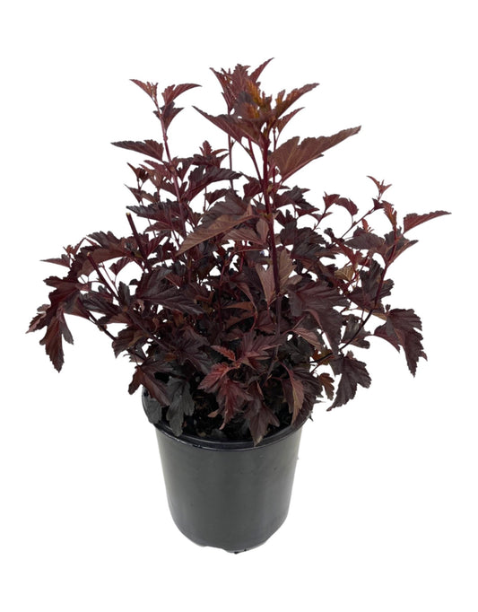 Physocarpus opulifolius 'Darkstar'
