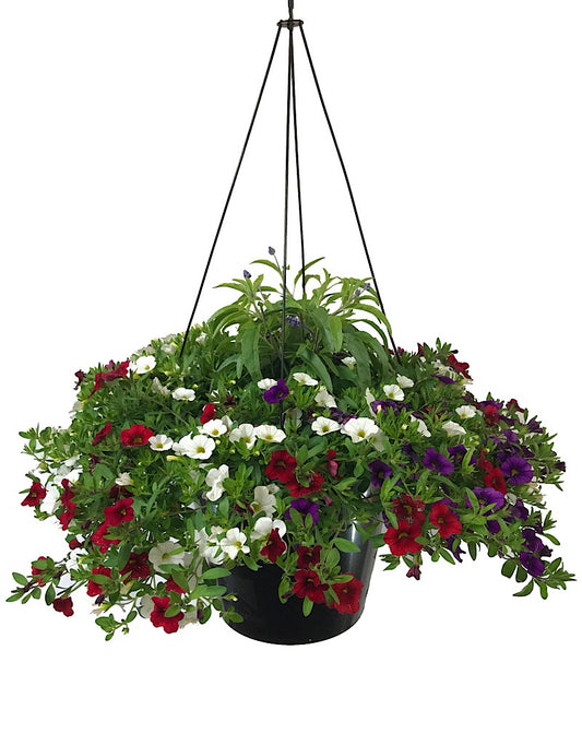 Rebel Basket Combination 3 - Annuals